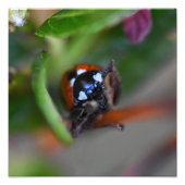 Ladybird Fotodruck (Vorne)