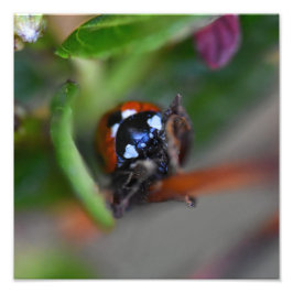 Ladybird Fotodruck