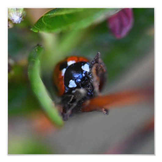 Ladybird Fotodruck (Vorne)