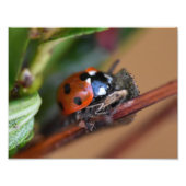 Ladybird Fotodruck (Vorne)