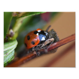 Ladybird Fotodruck