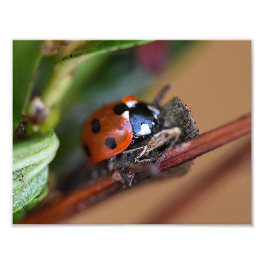 Ladybird Fotodruck (Vorne)