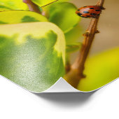 Ladybird Fotodruck (Ecke)