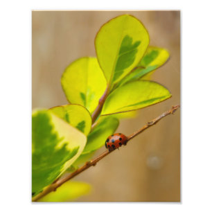 Ladybird Fotodruck