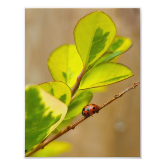 Ladybird Fotodruck (Vorne)