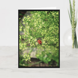 Ladybird [Grußkarte] Karte