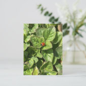 Ladybird im Park Postcard Postkarte (Stehend Vorderseite)