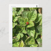 Ladybird im Park Postcard Postkarte (Vorne/Hinten)