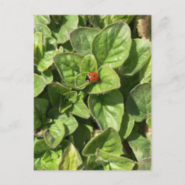 Ladybird im Park Postcard Postkarte