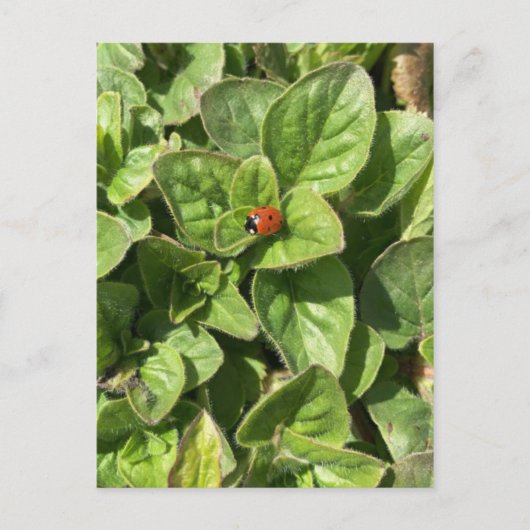 Ladybird im Park Postcard Postkarte (Vorderseite)