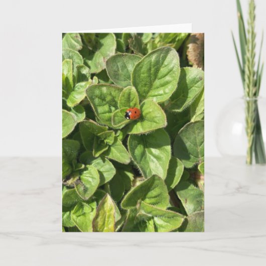 Ladybird in der Parkkarte Karte (Vorderseite)