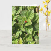 Ladybird in der Parkkarte Karte (Gelbe Blume)