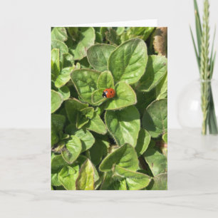 Ladybird in der Parkkarte Karte