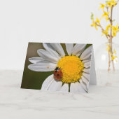 Ladybird in Oxeye Daisy - Blank Greeting Card Karte (Gelbe Blume)