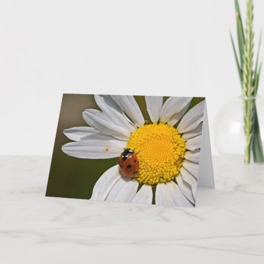 Ladybird in Oxeye Daisy - Blank Greeting Card Karte (Vorderseite)