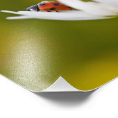 Ladybird in Oxeye Daisy - Foto Print 12" x 8" (Ecke)