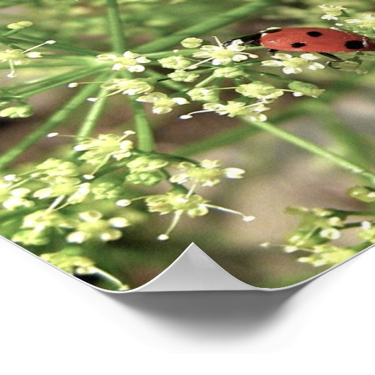 Ladybird [Kunstdruckerei] Poster (Ecke)