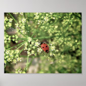 Ladybird [Kunstdruckerei] Poster (Vorne)