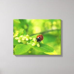 Ladybird Leinwanddruck