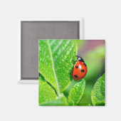 Ladybird Magnet (Vorderseite/Rückseite)