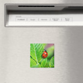 Ladybird Magnet (In Situ (Geschirrspüler))