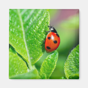 Ladybird Magnet