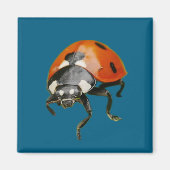 Ladybird Magnet (Vorne)