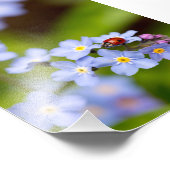 Ladybird on Vergessen-me-not Print 12x18" Fotodruck (Ecke)