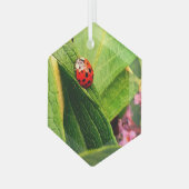 Ladybird Ornament Aus Glas (Vorderseite Links)