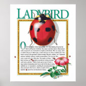 Ladybird Poster (Vorne)