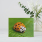 Ladybird Postkarte (Stehend Vorderseite)