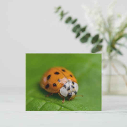 Ladybird Postkarte (Stehend Vorderseite)