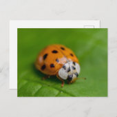 Ladybird Postkarte (Vorne/Hinten)