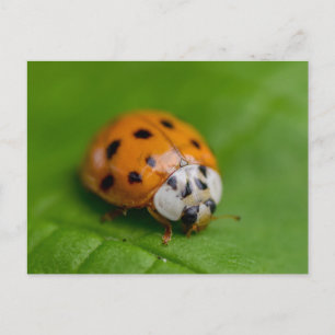 Ladybird Postkarte