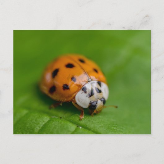 Ladybird Postkarte (Vorderseite)