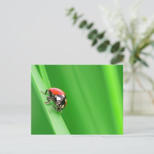 Ladybird Postkarte (Stehend Vorderseite)