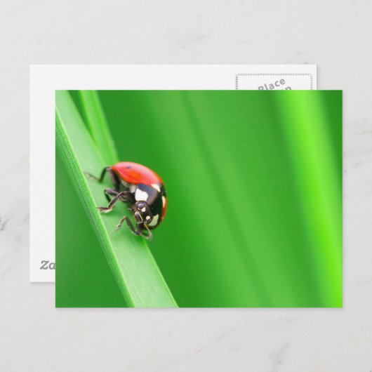 Ladybird Postkarte (Vorne/Hinten)