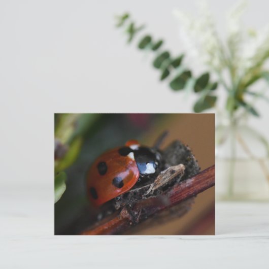 Ladybird Postkarte (Stehend Vorderseite)