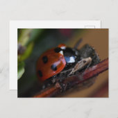 Ladybird Postkarte (Vorne/Hinten)
