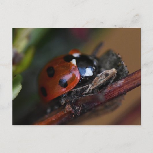 Ladybird Postkarte (Vorderseite)
