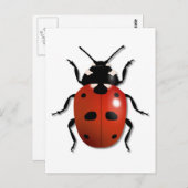 Ladybird Postkarte (Vorne/Hinten)