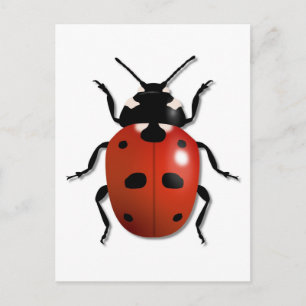 Ladybird Postkarte