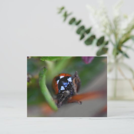 Ladybird Postkarte (Stehend Vorderseite)