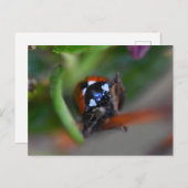 Ladybird Postkarte (Vorne/Hinten)