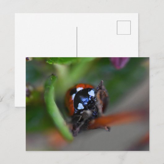 Ladybird Postkarte (Vorne/Hinten)