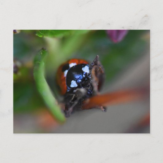 Ladybird Postkarte (Vorderseite)