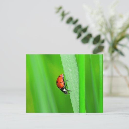 Ladybird Postkarte (Stehend Vorderseite)