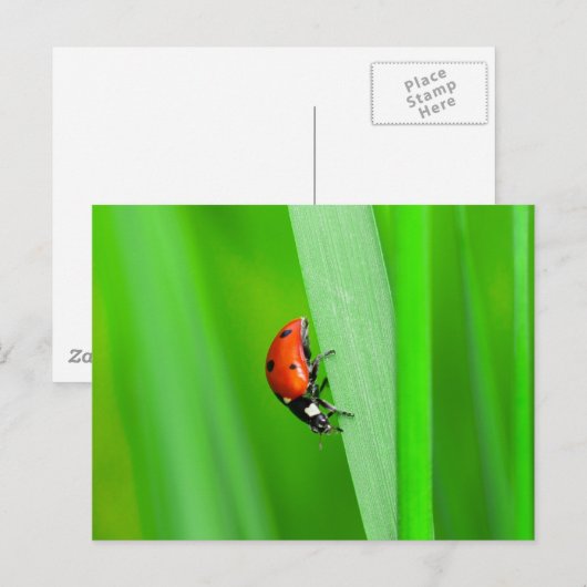 Ladybird Postkarte (Vorne/Hinten)