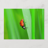 Ladybird Postkarte (Vorderseite)
