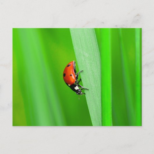 Ladybird Postkarte (Vorderseite)